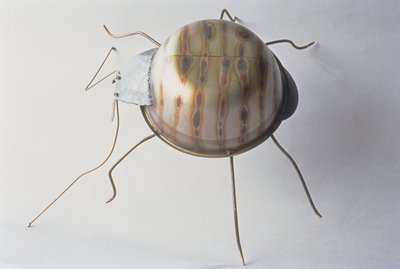 The Ground Beetle by Lawrie Simonson